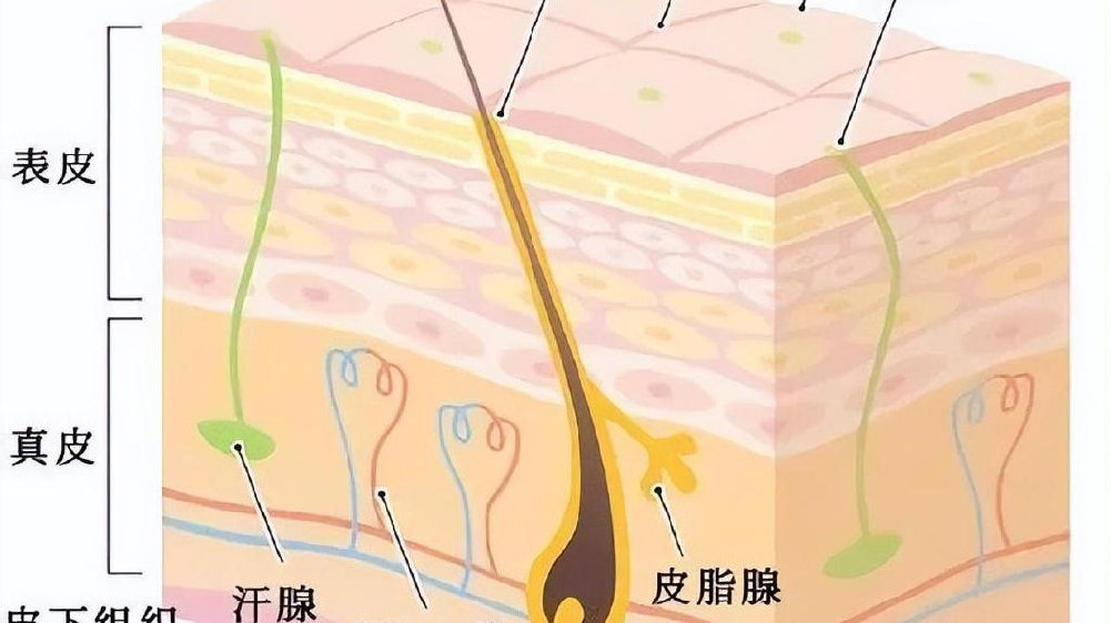 科芙兰护肤:冬季护肤为什么会有刺痛感|刺痛感|护肤品|皮肤_新浪新闻