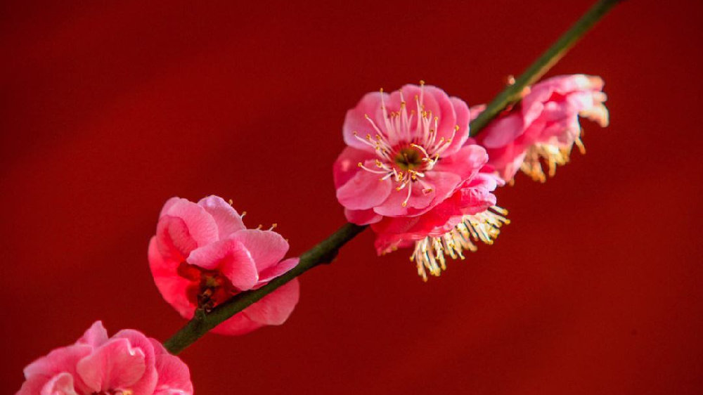 新泰百度seo优化