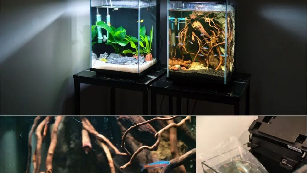 我家养鱼现状:到底是如何在短短两个月里发展成6口缸的?!|养鱼经验分享|新手养鱼指南|多缸养殖|水族设备测评|鱼缸设备升级_新浪新闻