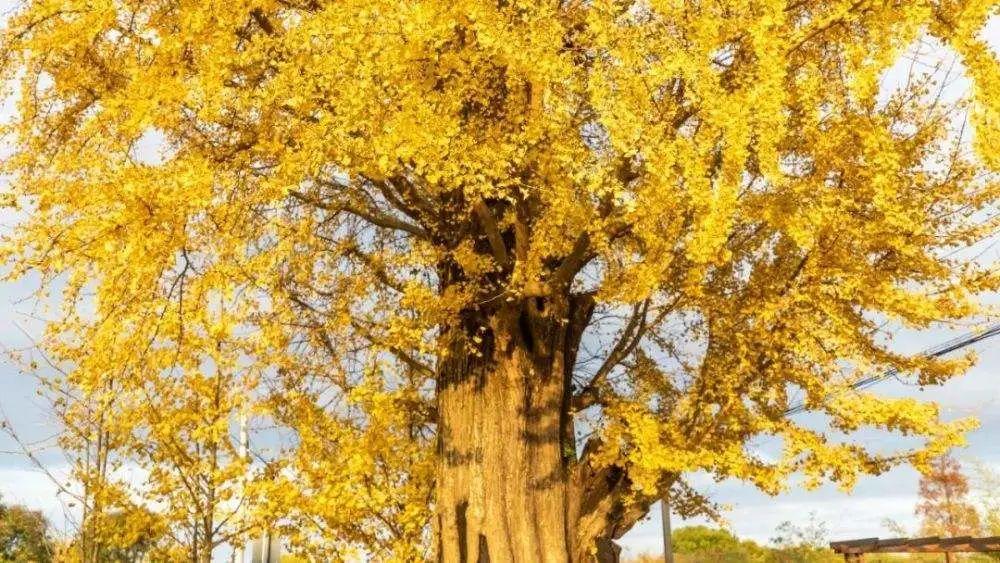 一个夏天都没出门？不如做一回“第一个看秋色的人”，可好？休闲区蓝鸢梦想 - Www.slyday.coM