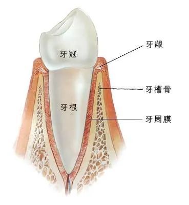 严重松动牙?该拔就拔,不拔危害大.你知道吗?