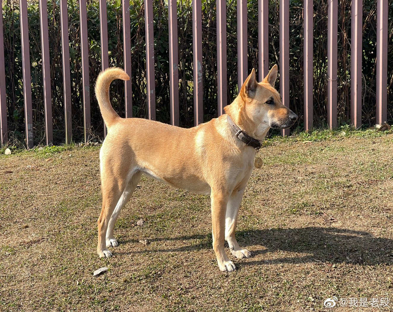 它是中华田园犬当然你也可以叫它土狗或者大黄或者胖狗