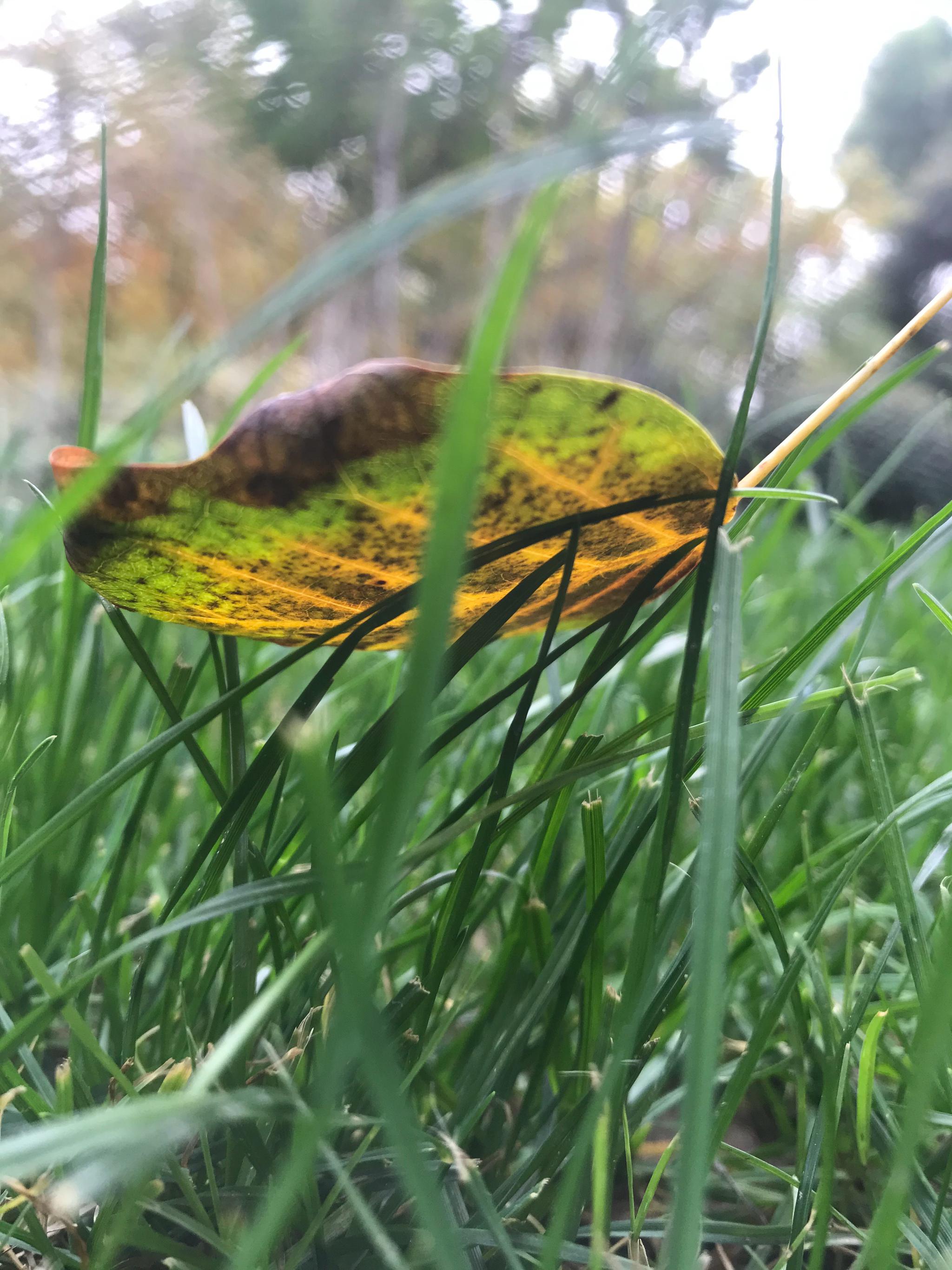 秋天,落叶纷飞,一地金黄