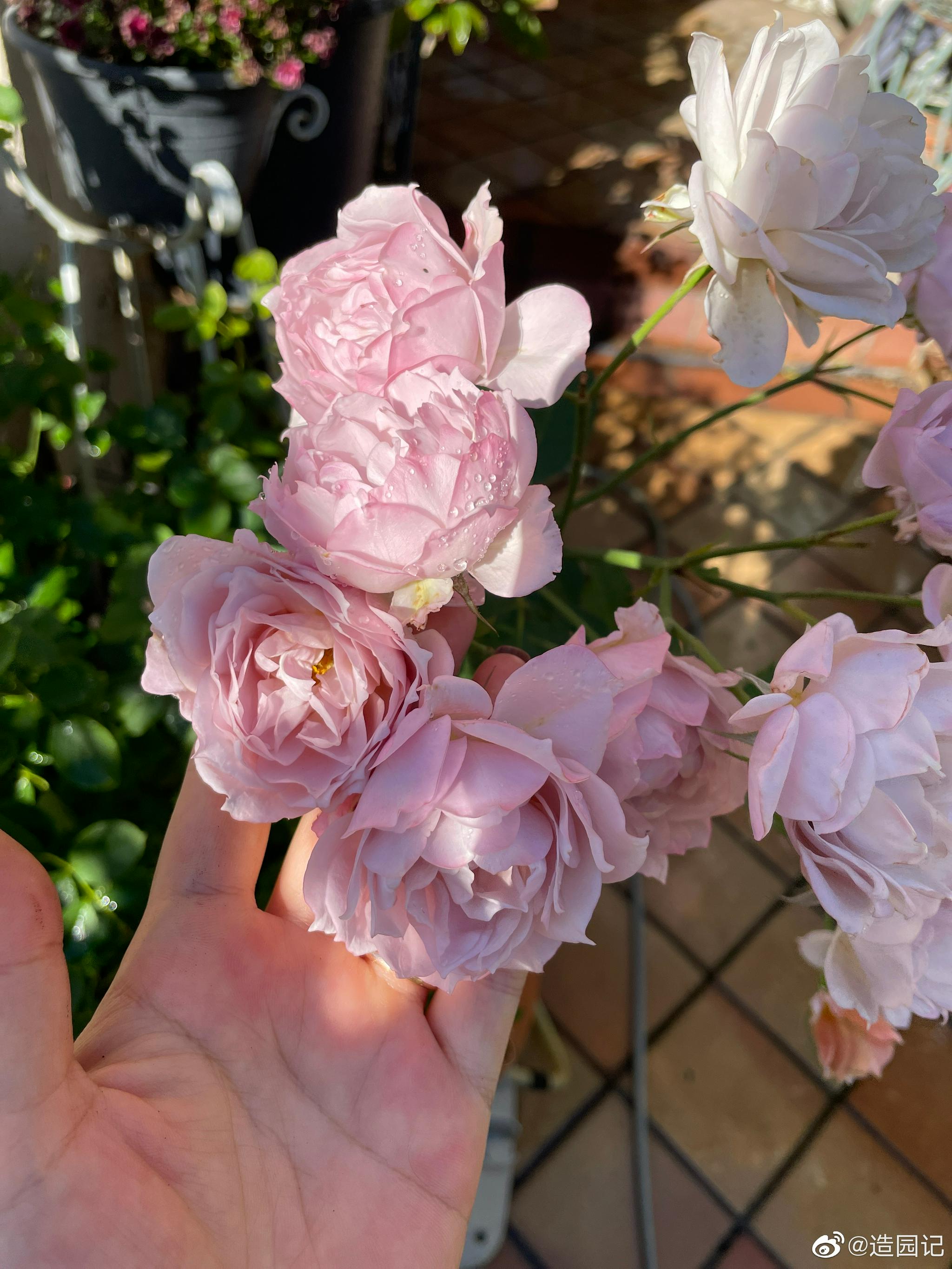 原图看色差 复古色的日系月季『庵』……_高清图集_新浪网