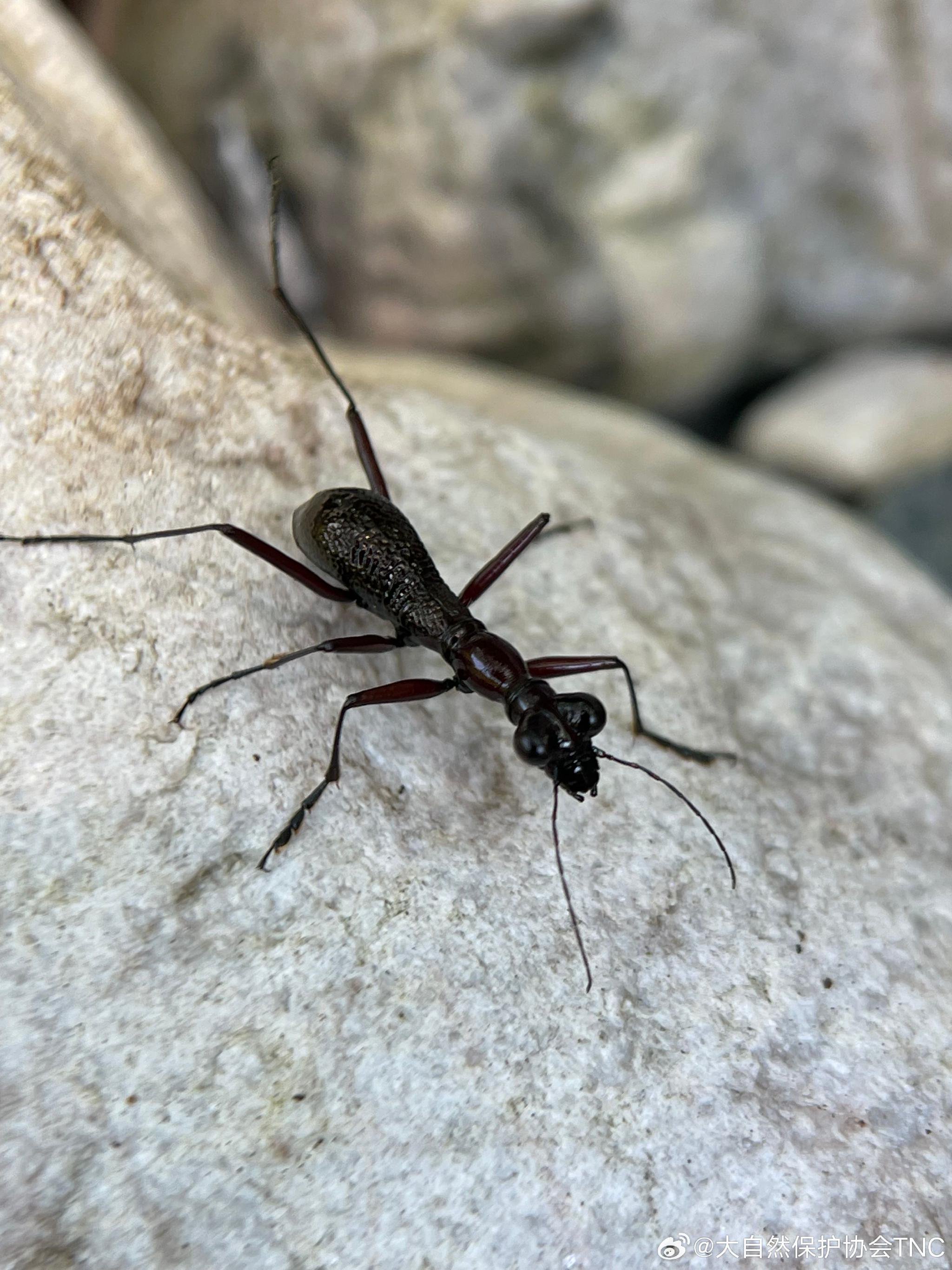 光端缺翅虎甲有着十分独特的头部形状