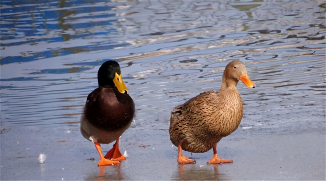 海鸭的学名叫做潜鸟,体型与鸭子非常相似,很善于潜水觅食,但并不善于