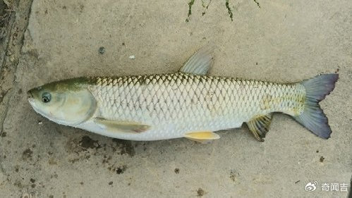 构树饲料的蛋白含量是多少，跟玉米相比那个高？