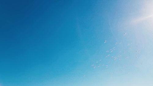 守护七里海 让"远方来客"在湿地安心栖居|七里海|候鸟