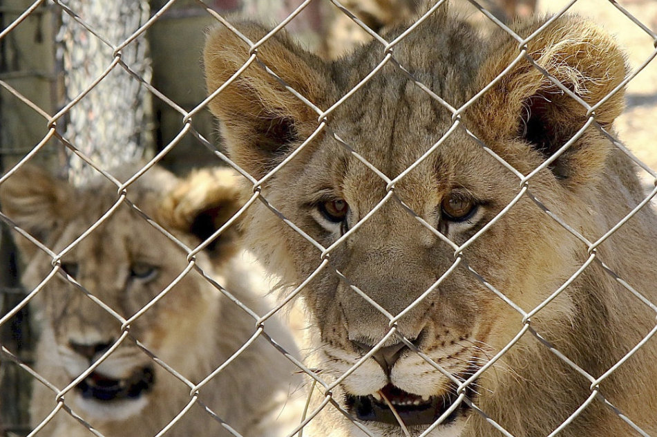 印度动物园9岁母狮感染新冠死亡,另有8只确诊休闲区蓝鸢梦想 - Www.slyday.coM 印度动物园9岁母狮感染新冠死亡,另有8只确诊休闲区蓝鸢梦想 - Www.slyday.coM