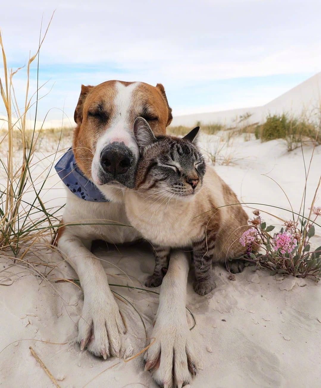 狗子和猫子很搭哦!
