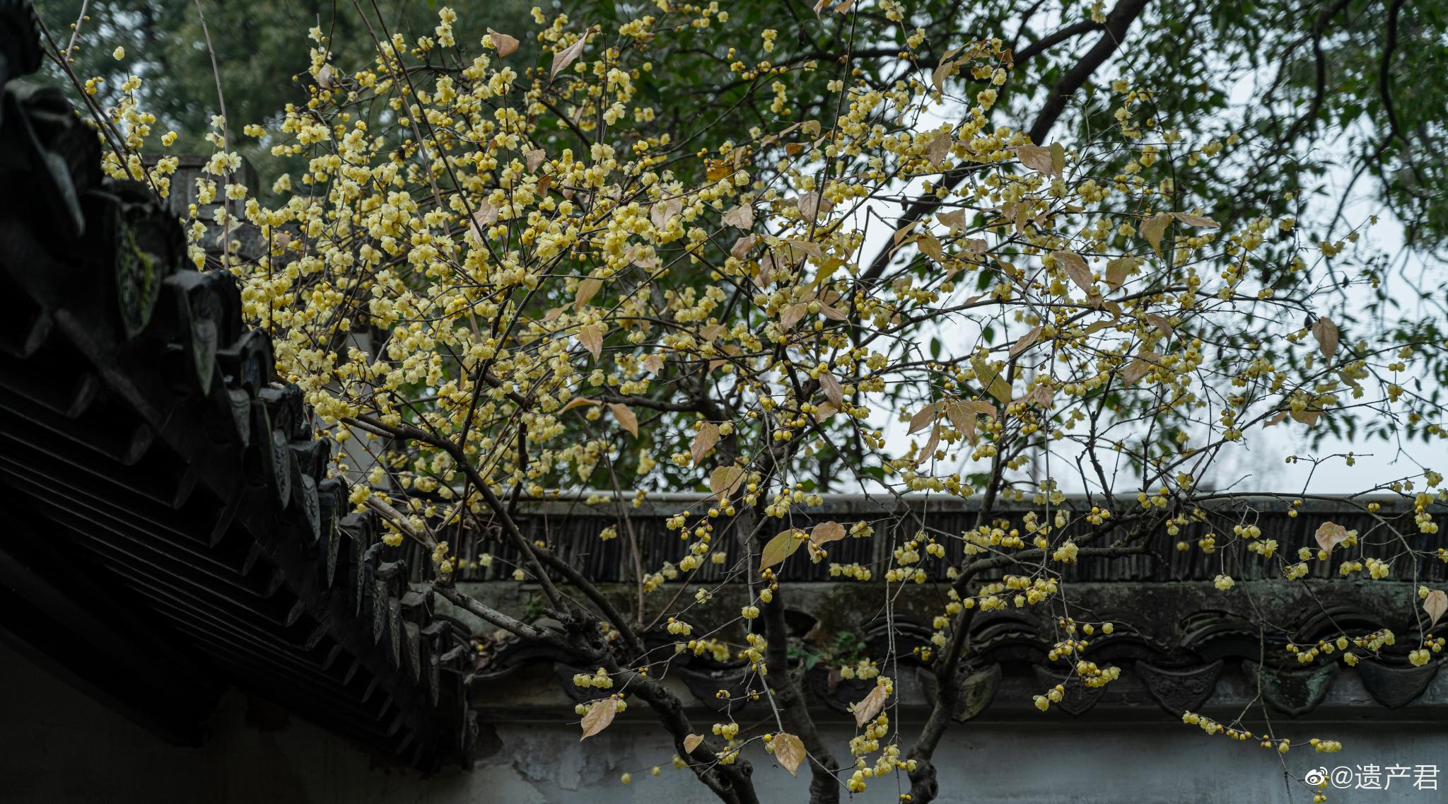 苏州拙政园的蜡梅