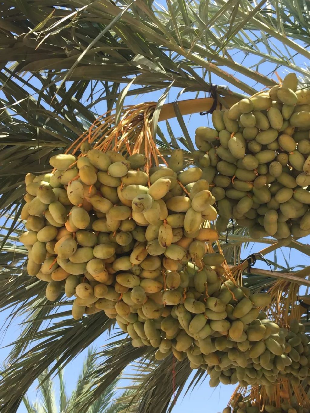 粮食|以色列|农产品_新浪新闻