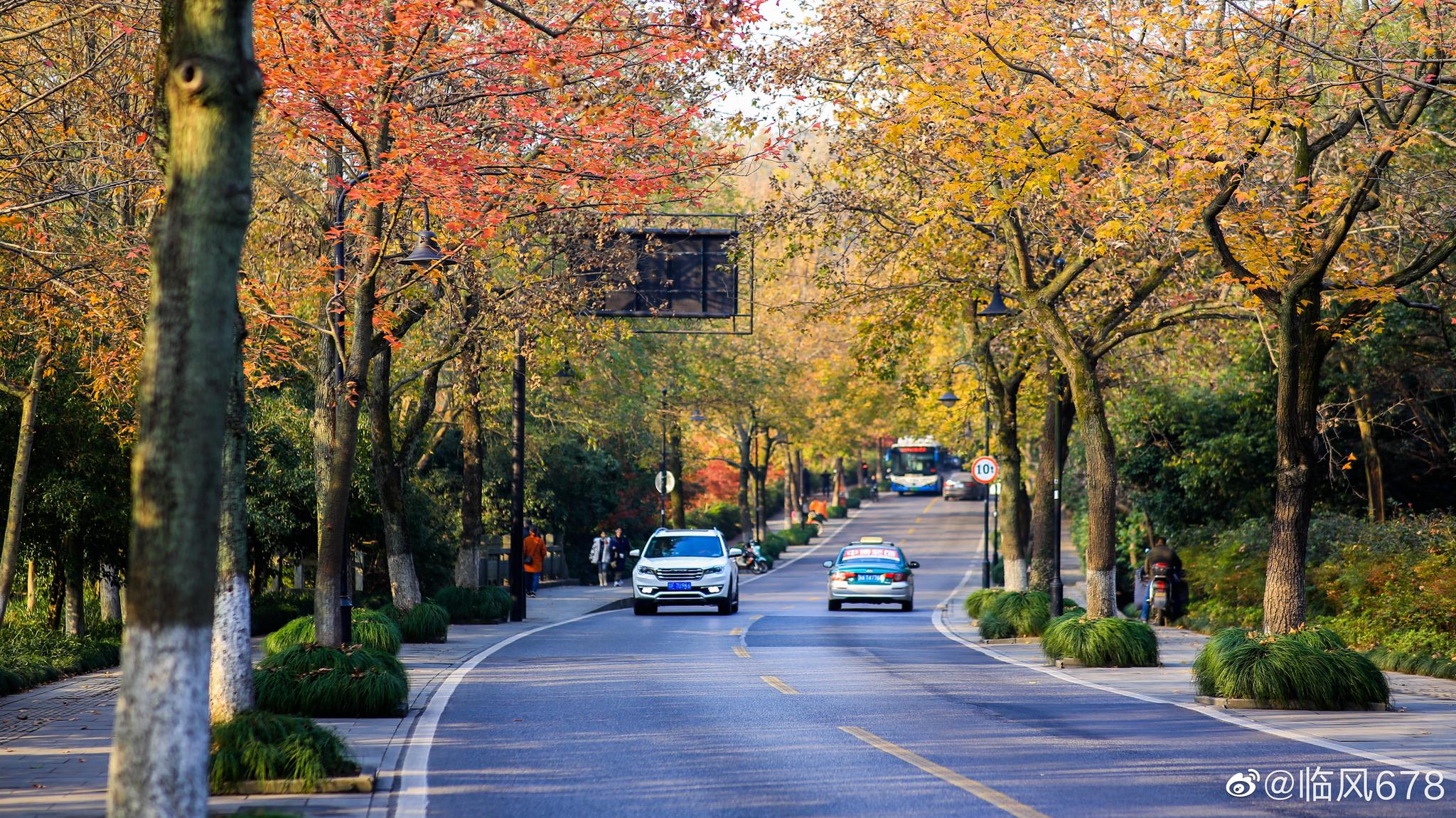醉美杭州龙井路秋色