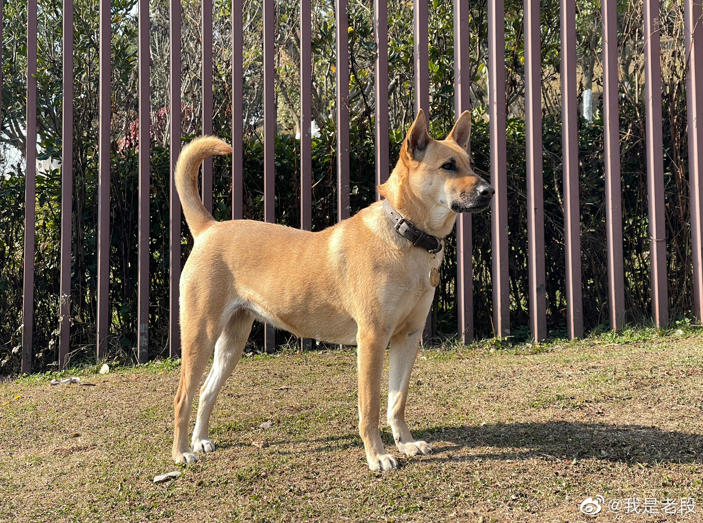 它是中华田园犬当然你也可以叫它土狗或者大黄或者胖狗