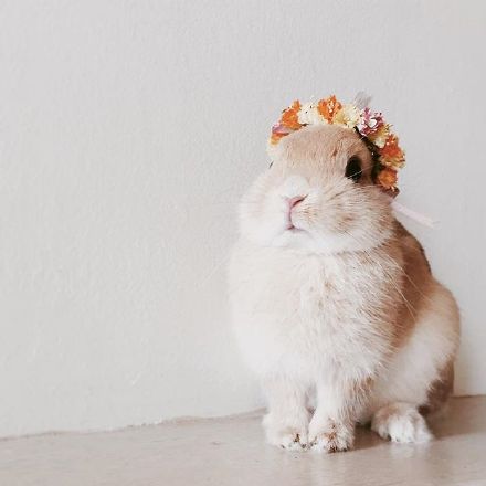 ins上一只又软又萌又甜的小兔兔,主人特别喜欢给他做头饰