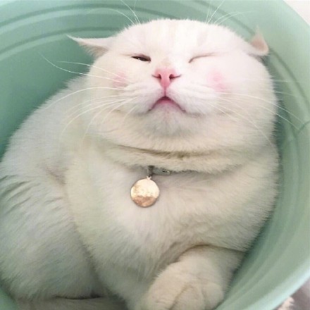 圆猫表情包_高清图集_新浪网