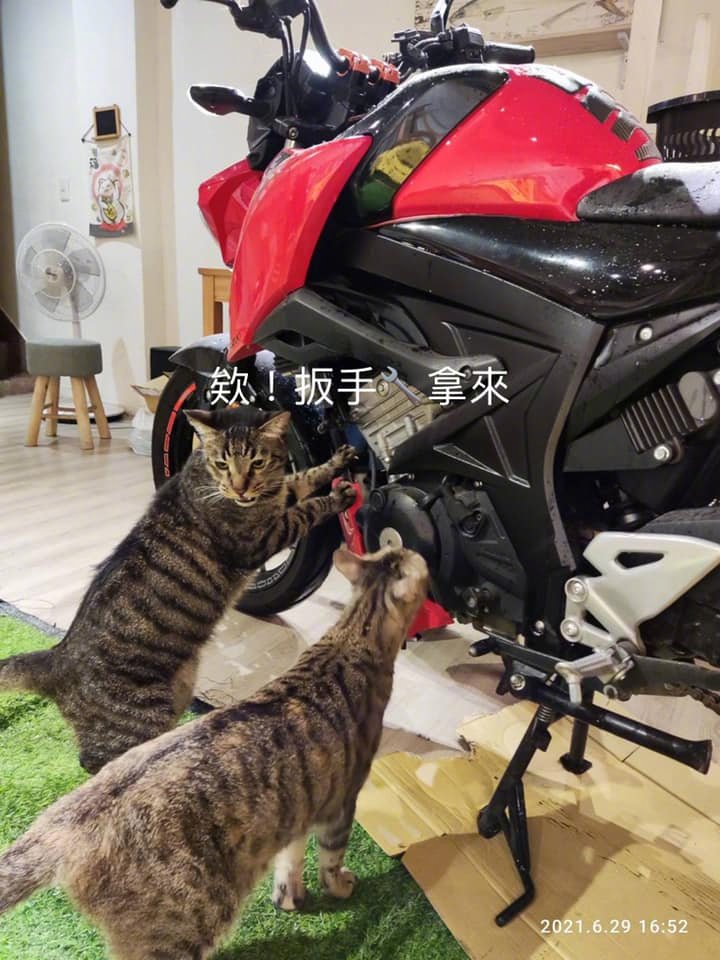 专业修车猫!by/fb/吴小冷