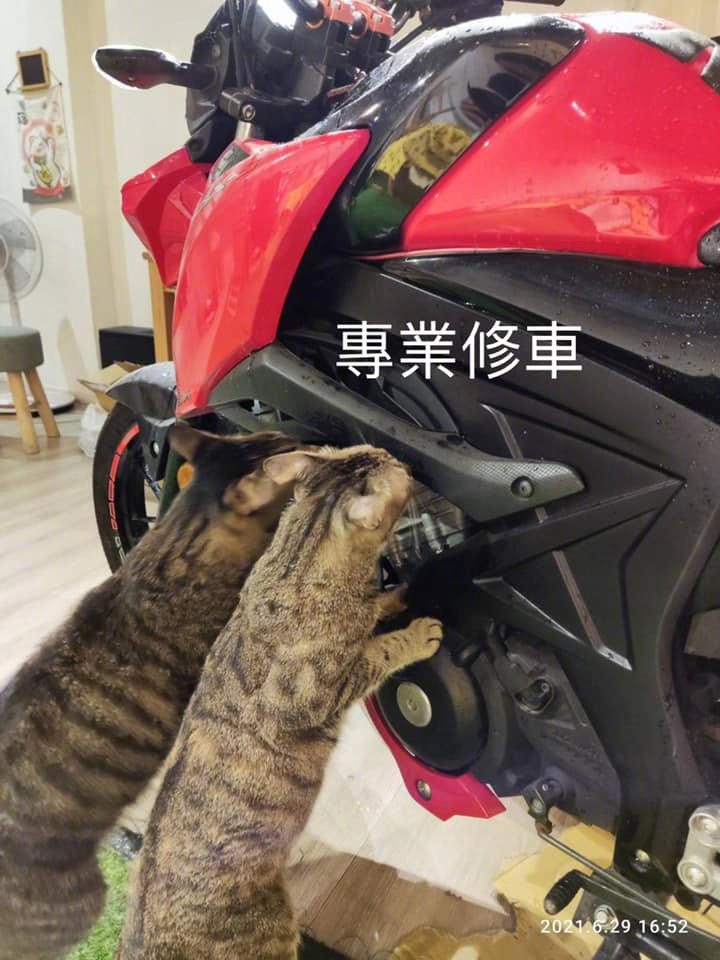 专业修车猫!by/fb/吴小冷