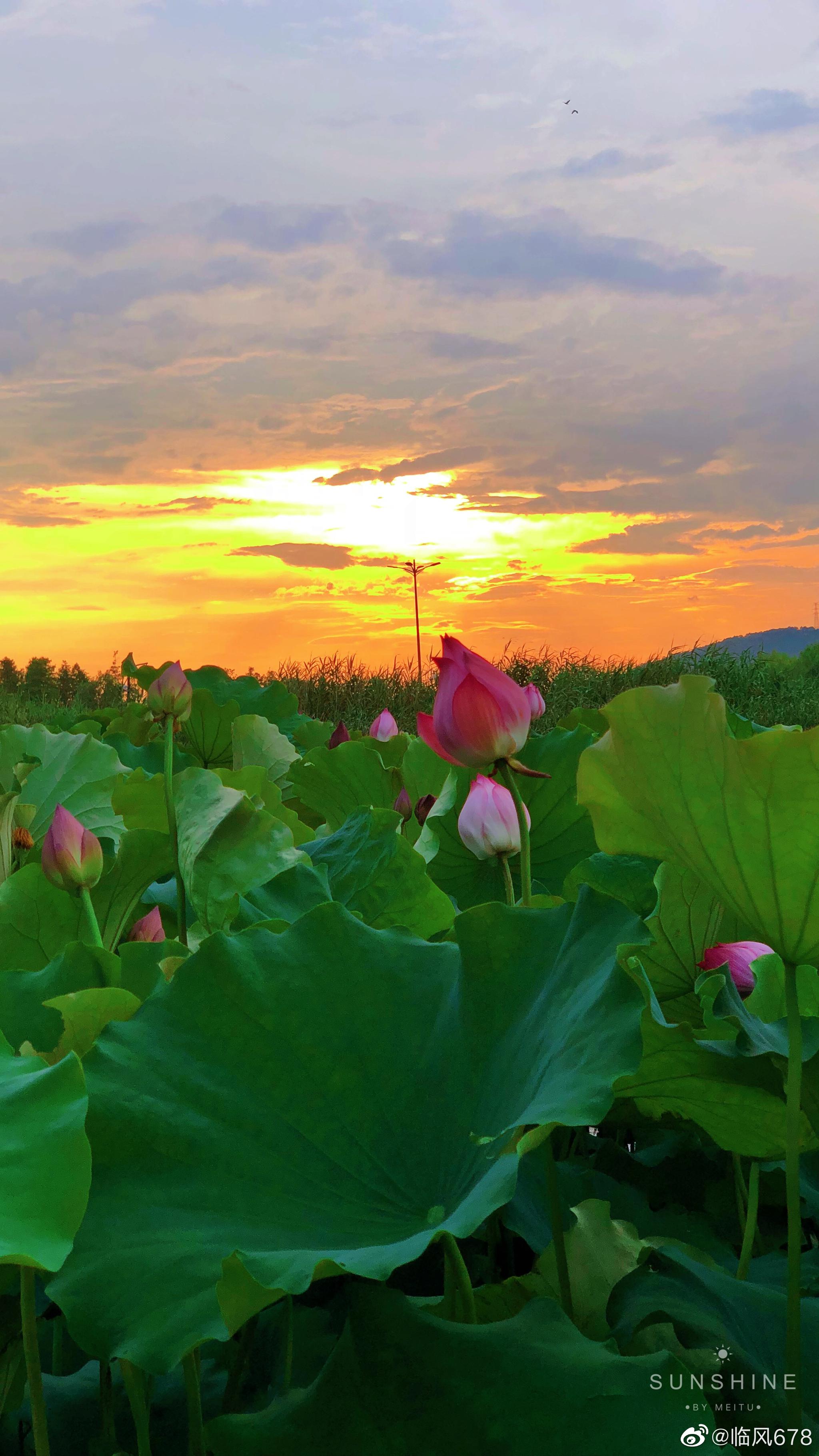 杭州湘湖夕阳下的荷花,湘湖的荷花己经盛开了