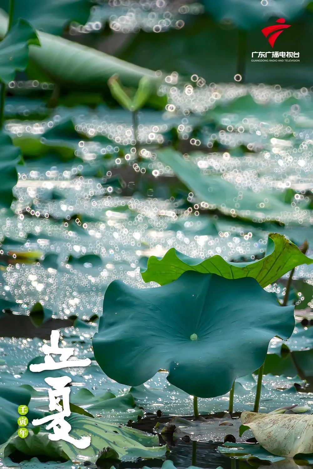 文化传承立夏春去夏伊始