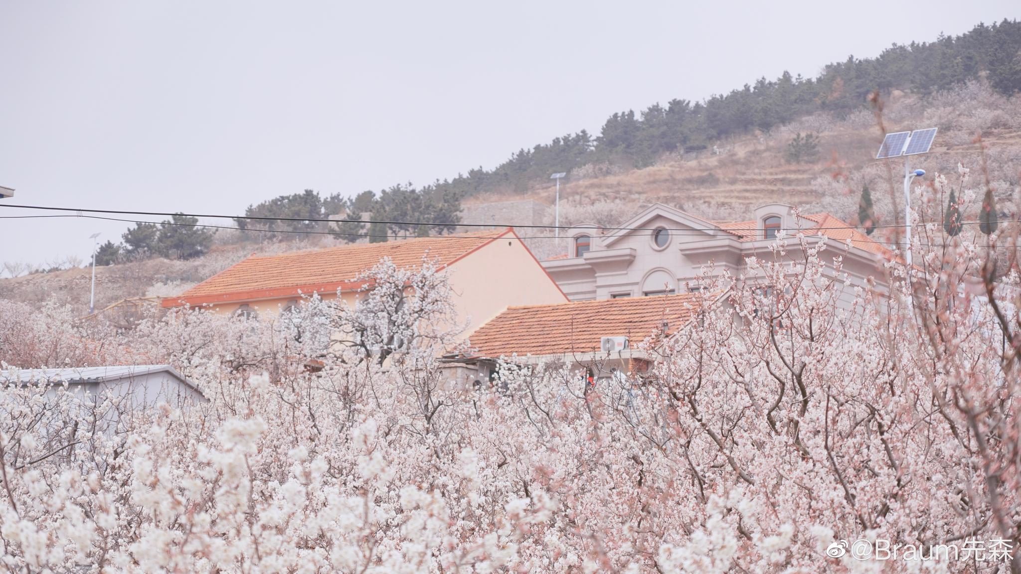 青岛大崂樱桃谷欢迎来玩photoby我
