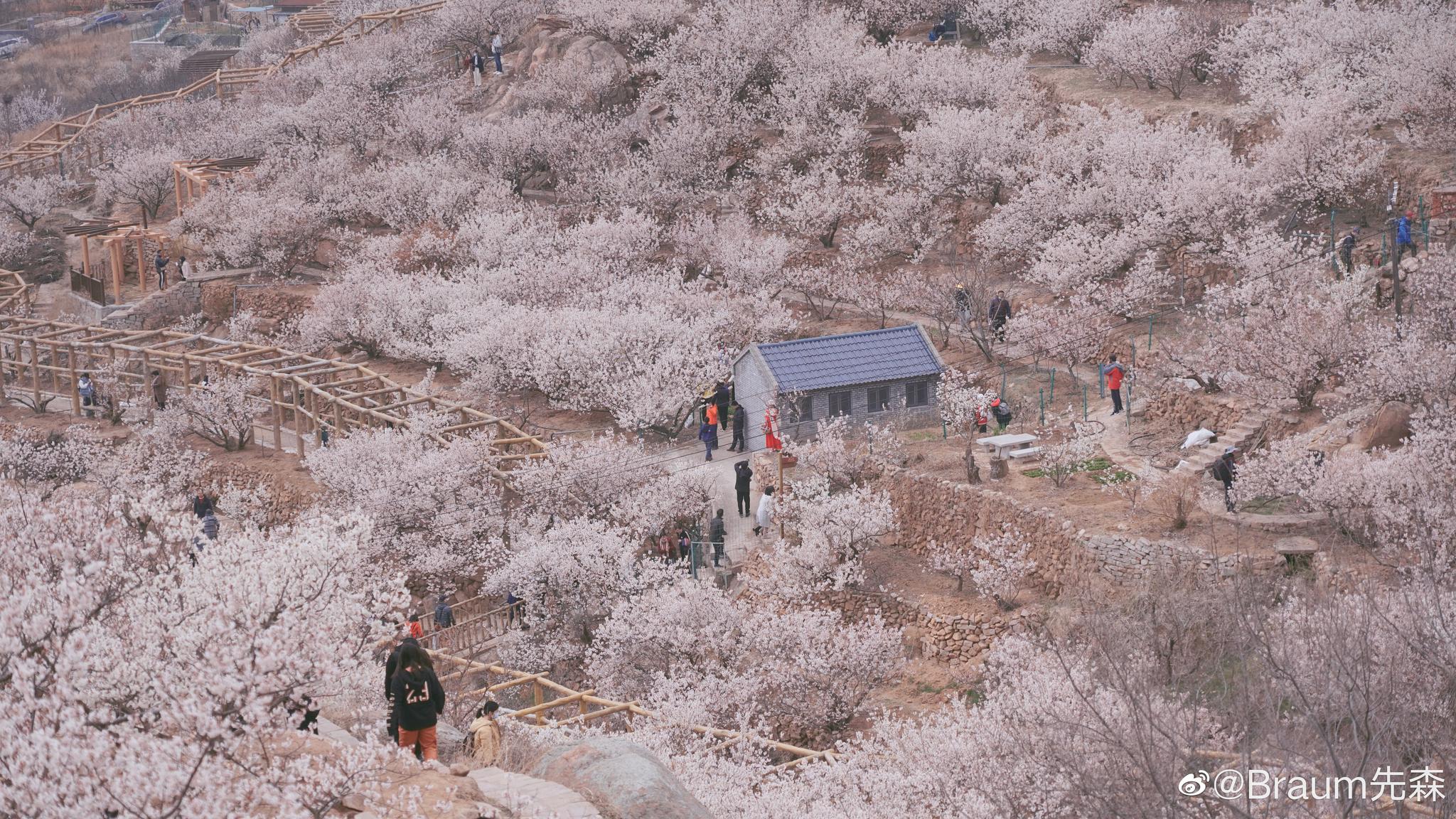 青岛大崂樱桃谷欢迎来玩photoby我