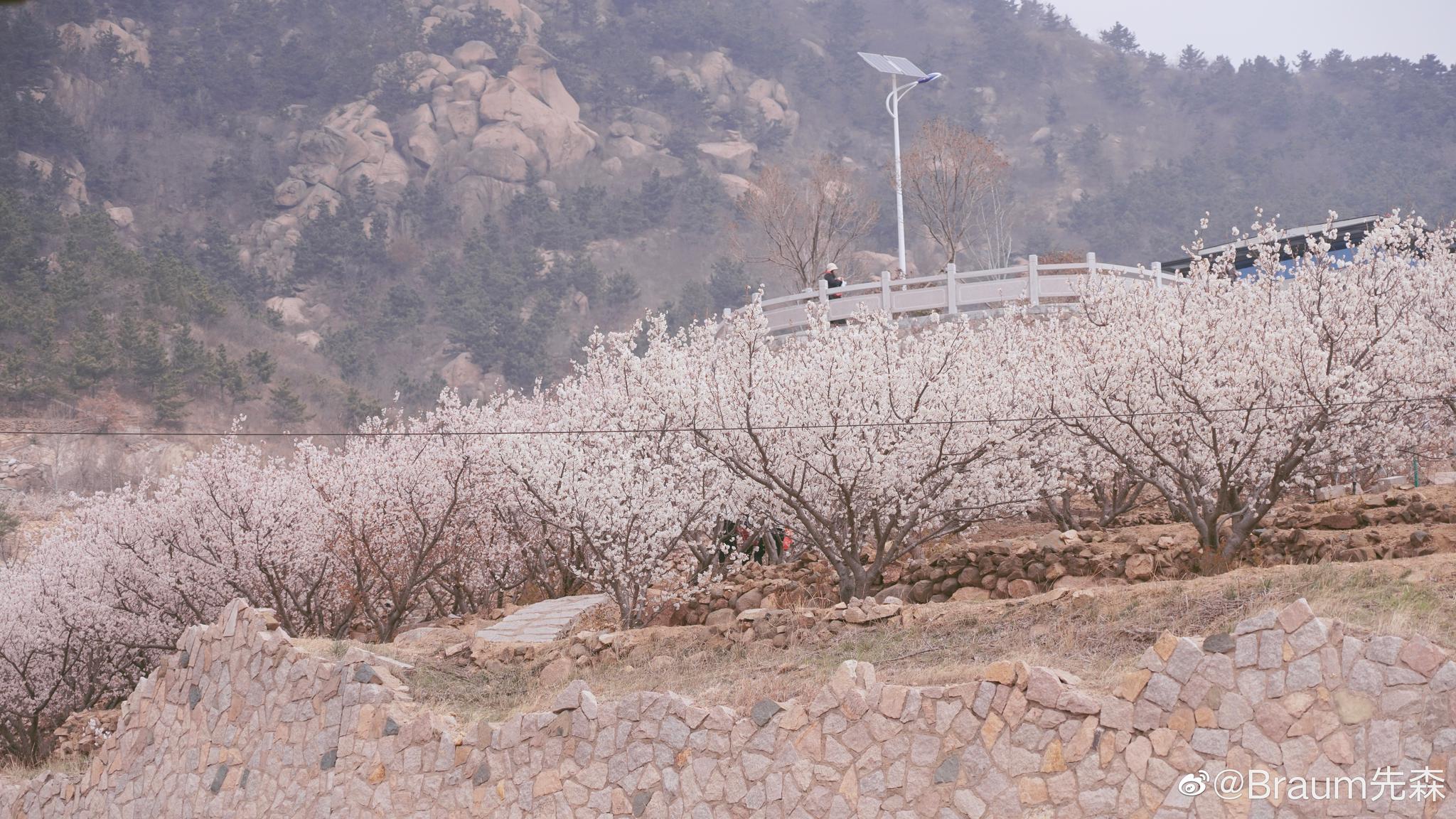 青岛大崂樱桃谷欢迎来玩photoby我