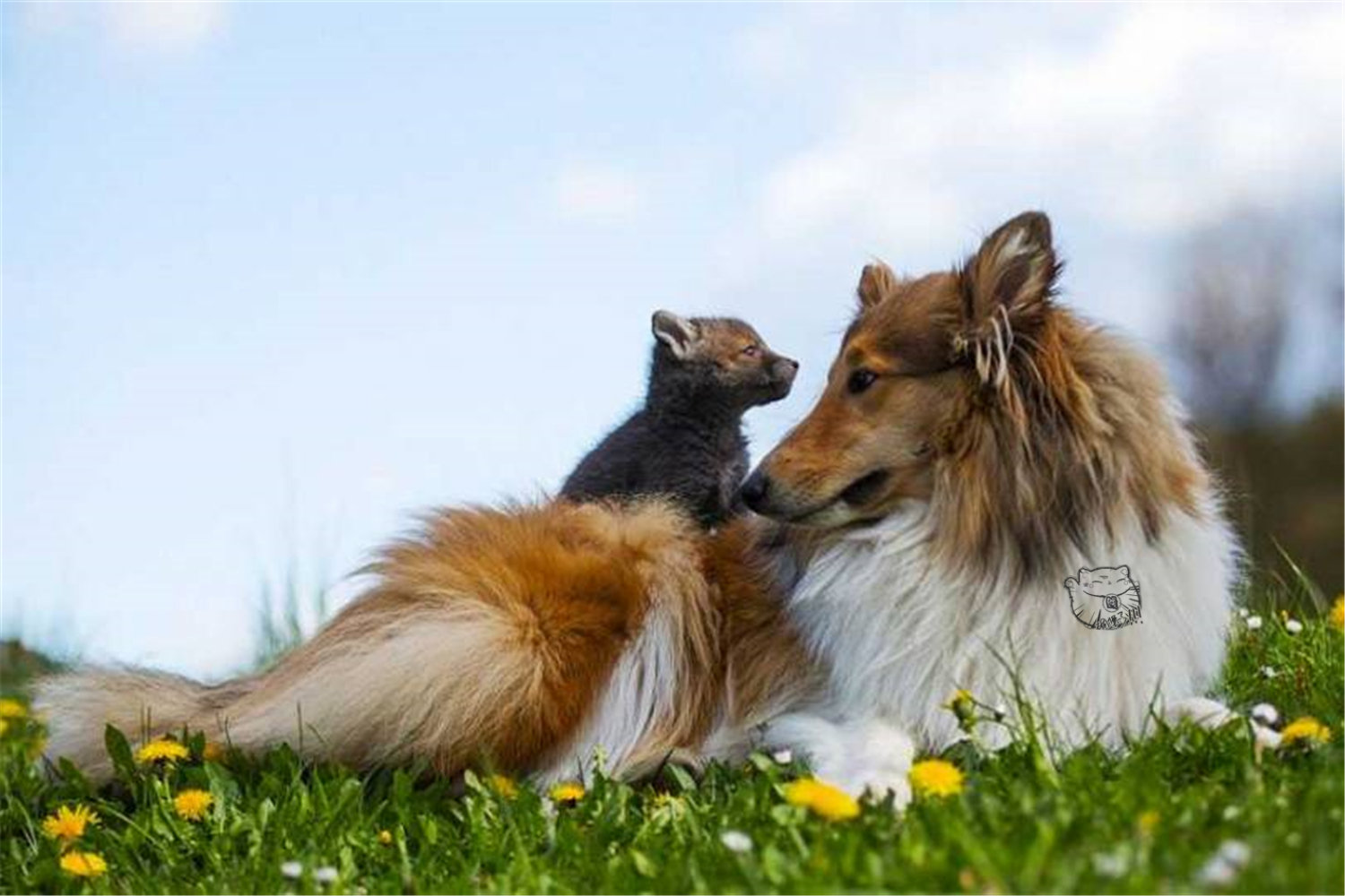 野生小狐狸被狗妈妈带大后都不愿意回归大自然了