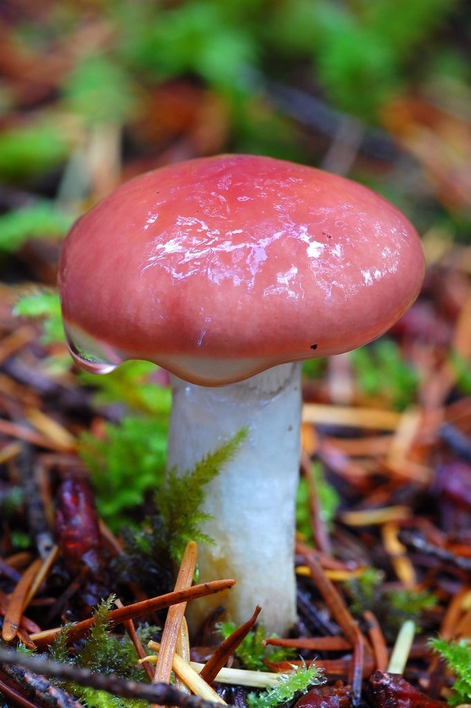 粉红铆钉菇gomphidius subroseus_高清图集_新浪网