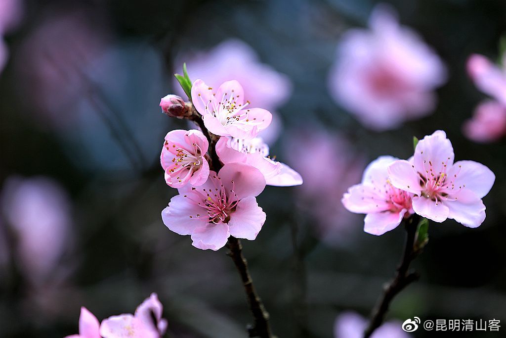 昆明郊野公园盛开的桃花@镜界 @内拉在路上_高清图集_新浪网