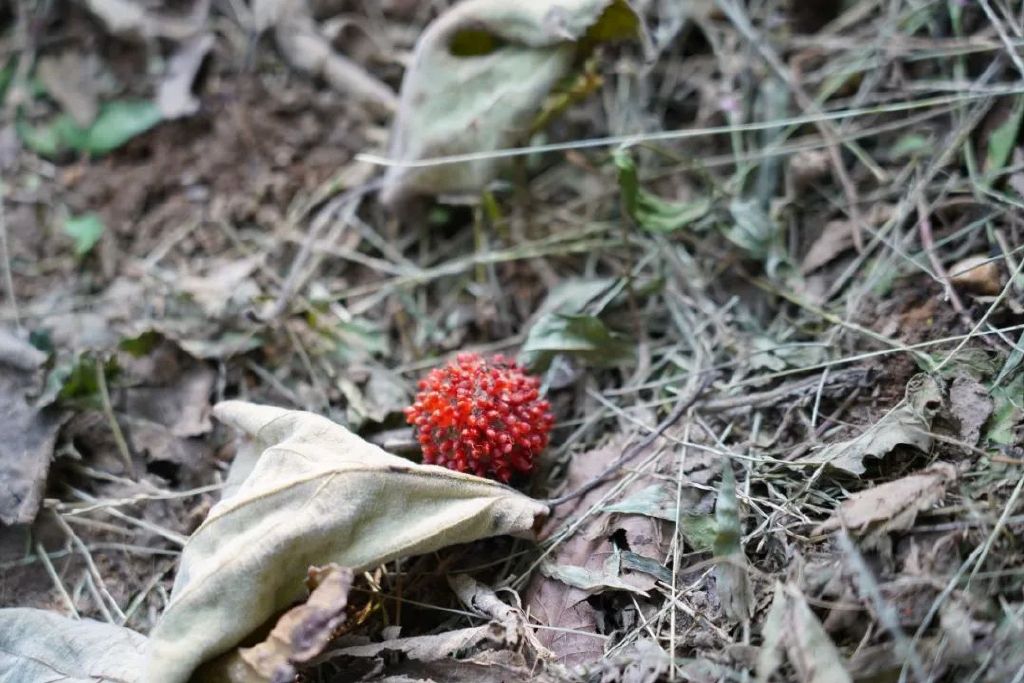 常吃的苹果、草莓竟然都是“假果”！这些“真假”果子你能分清吗？__财经头条