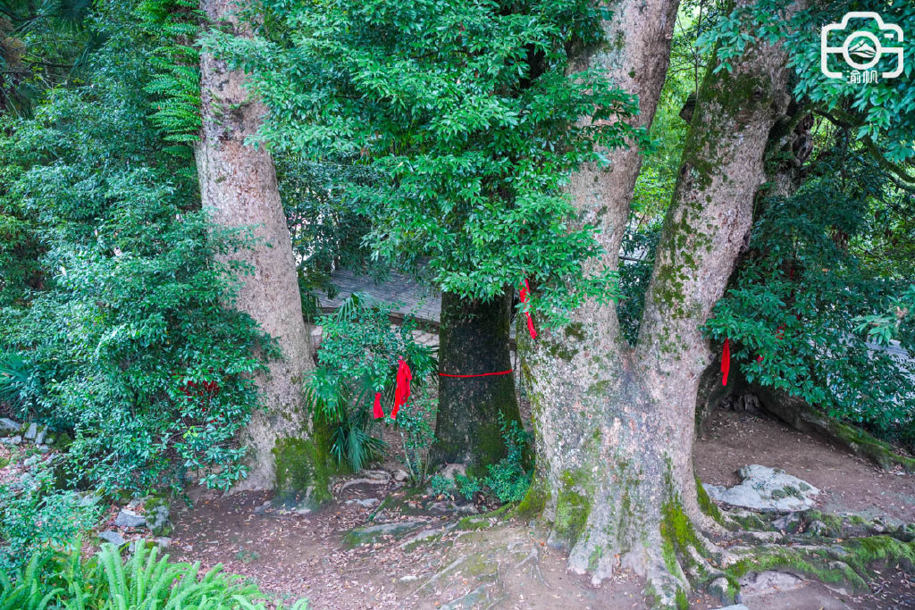 重庆大山发现大量千年金丝楠木，树王需10人合围，准备打造成景区__财经头条