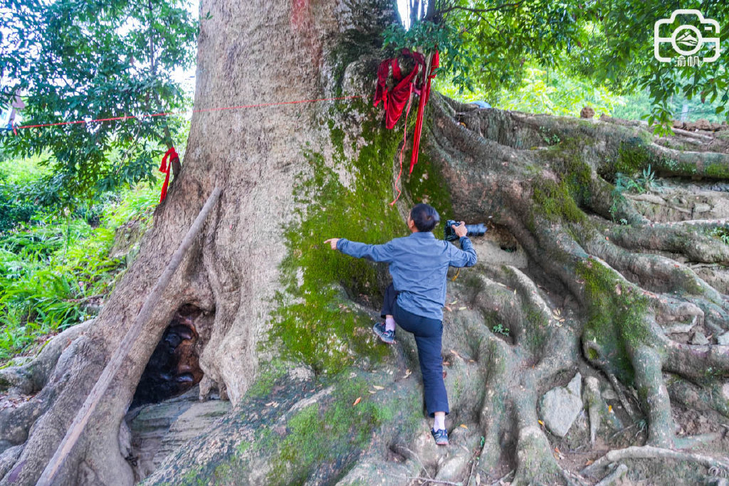 重庆大山发现大量千年金丝楠木，树王需10人合围，准备打造成景区__财经头条