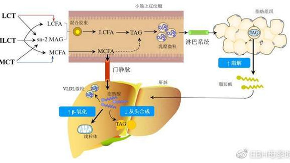 甘油可以涂手上 甘油能做护手霜用吗