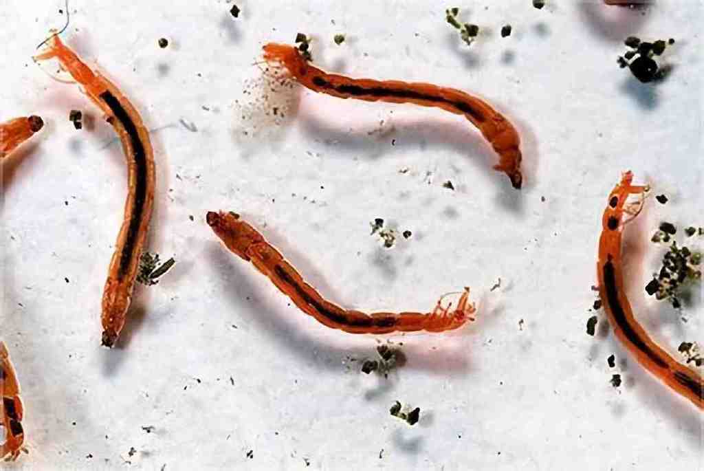 窒息!女子洗澡时虫子从花洒蠕动爬出,这是怎么回事?是啥虫子?休闲区蓝鸢梦想 - Www.slyday.coM 窒息!女子洗澡时虫子从花洒蠕动爬出,这是怎么回事?是啥虫子?休闲区蓝鸢梦想 - Www.slyday.coM