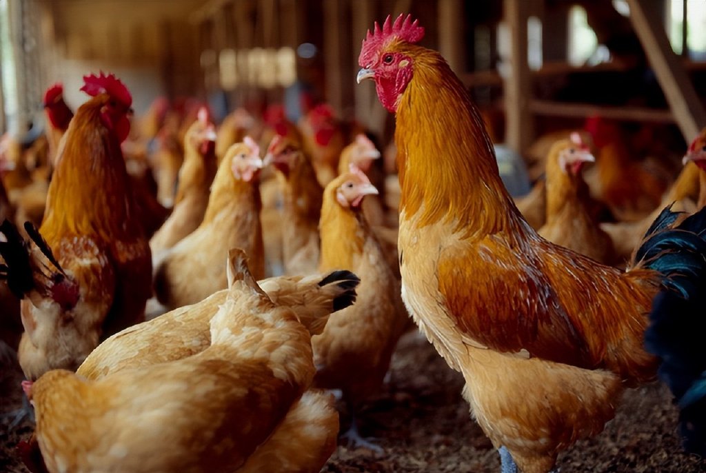冬季鸡群疾病多,h5禽流感和感冒一定要做好预防!别越养越穷__财经头条