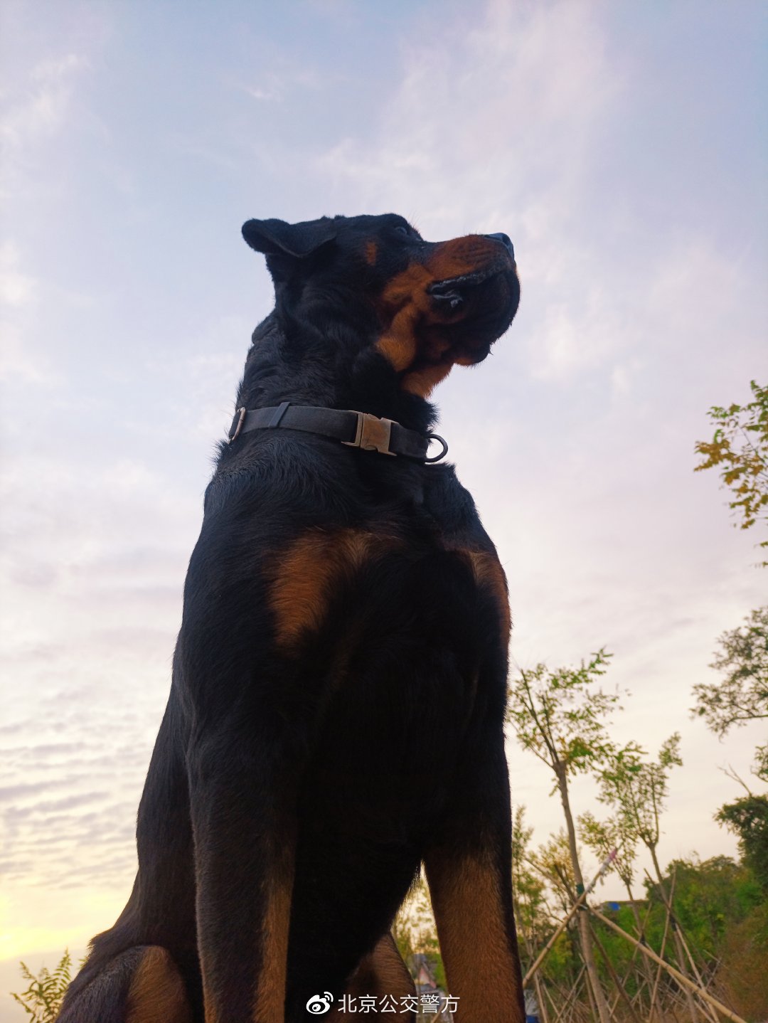 又酷又萌公交警犬的酷炫写真快来戳