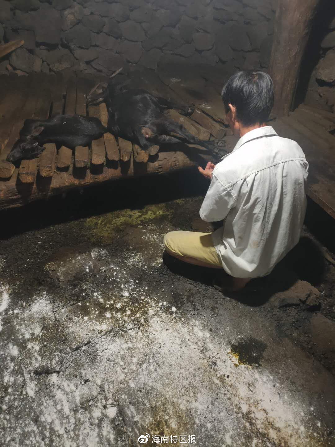 近30头黑山羊陆续离奇死亡!海口警方介入调查