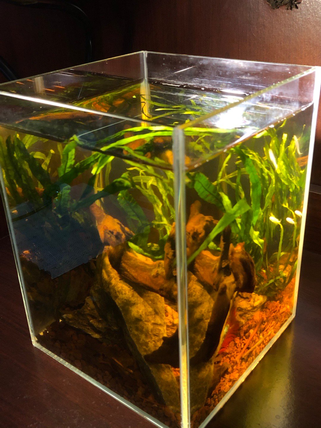 南美小缸里新来的小美人状态不好一直缩在躲避物下面