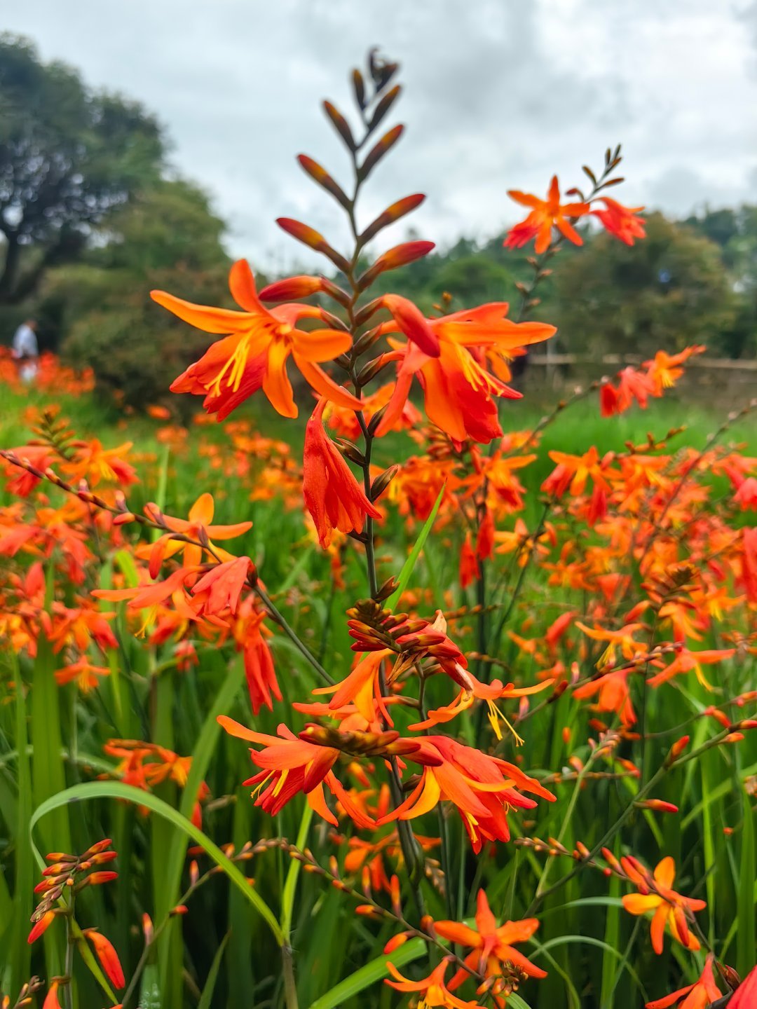 雄黄兰别名火星花,在仲夏季节,不避烈日,不惧炎热,花开不绝,艳红似火