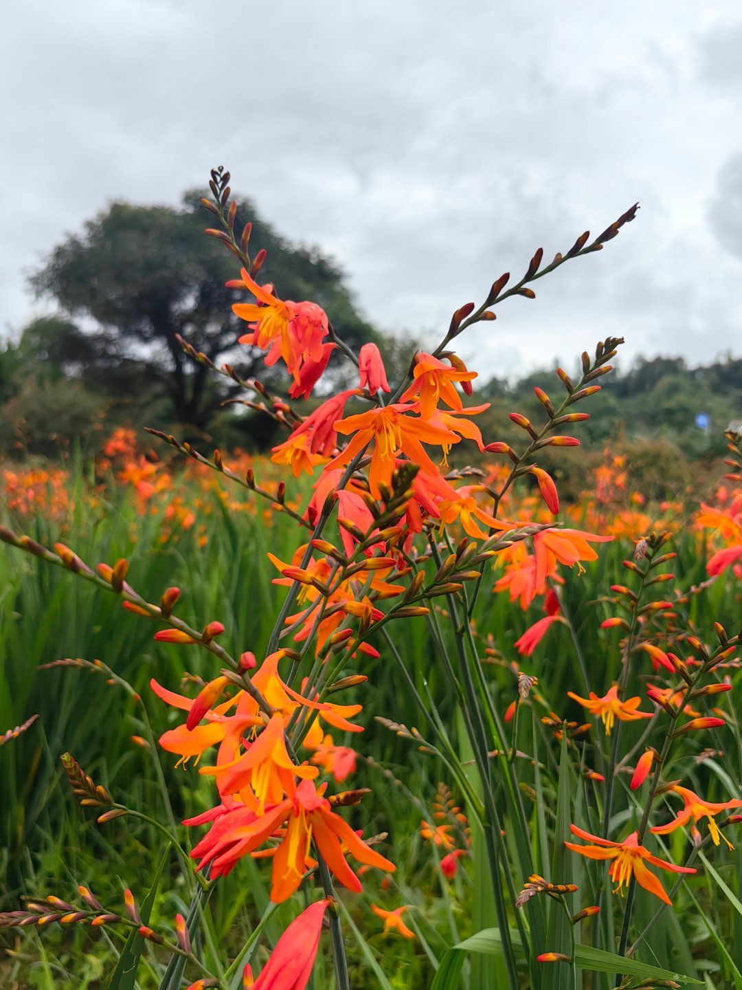 雄黄兰别名火星花,在仲夏季节,不避烈日,不惧炎热,花开不绝,艳红似火