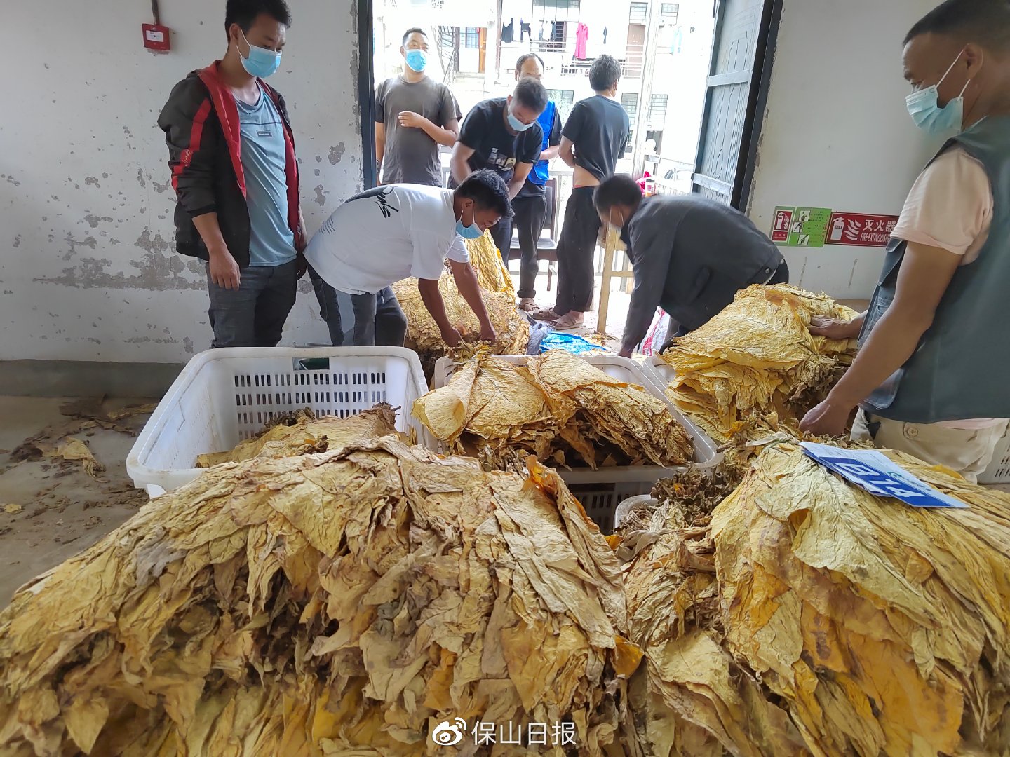 保山昌宁大田坝镇：金叶飘香烟农乐 烤烟开称迎丰收