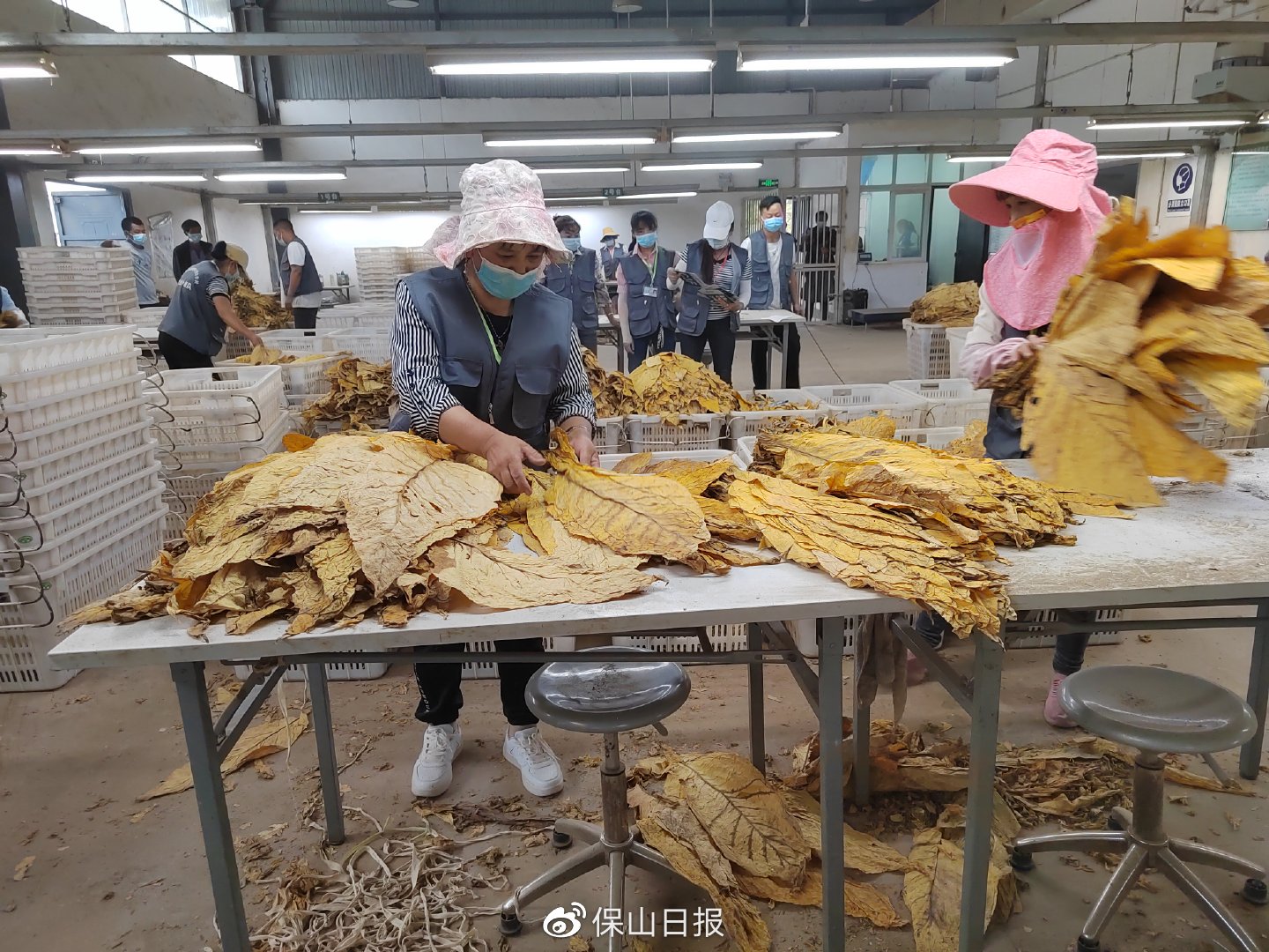 保山昌宁大田坝镇：金叶飘香烟农乐 烤烟开称迎丰收