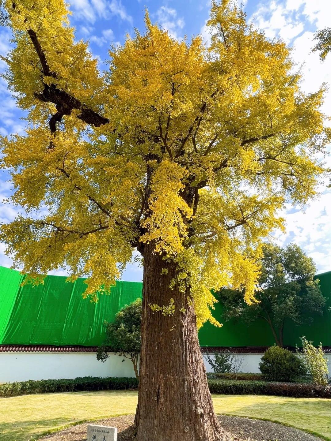 这些500岁的古银杏树上藏着嘉定最美的秋天