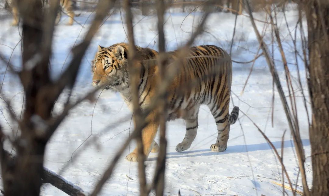 东北虎大起底丨野虎频现王者归来