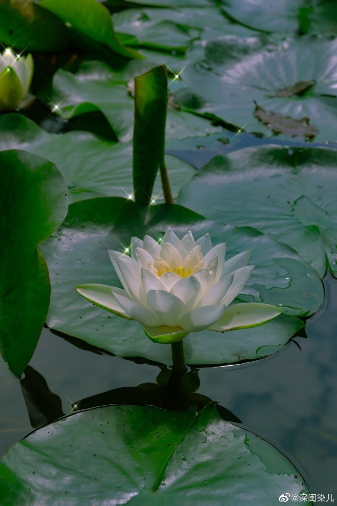 绿衣拂面,莲支亭立,怡美安详,与世无争.