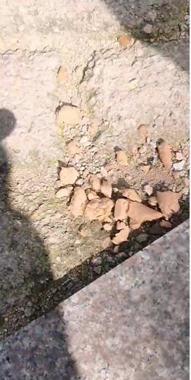 吃了“断肠散”？青岛一小区十几只宠物犬疑遭投毒死亡！警方已介入…休闲区蓝鸢梦想 - Www.slyday.coM