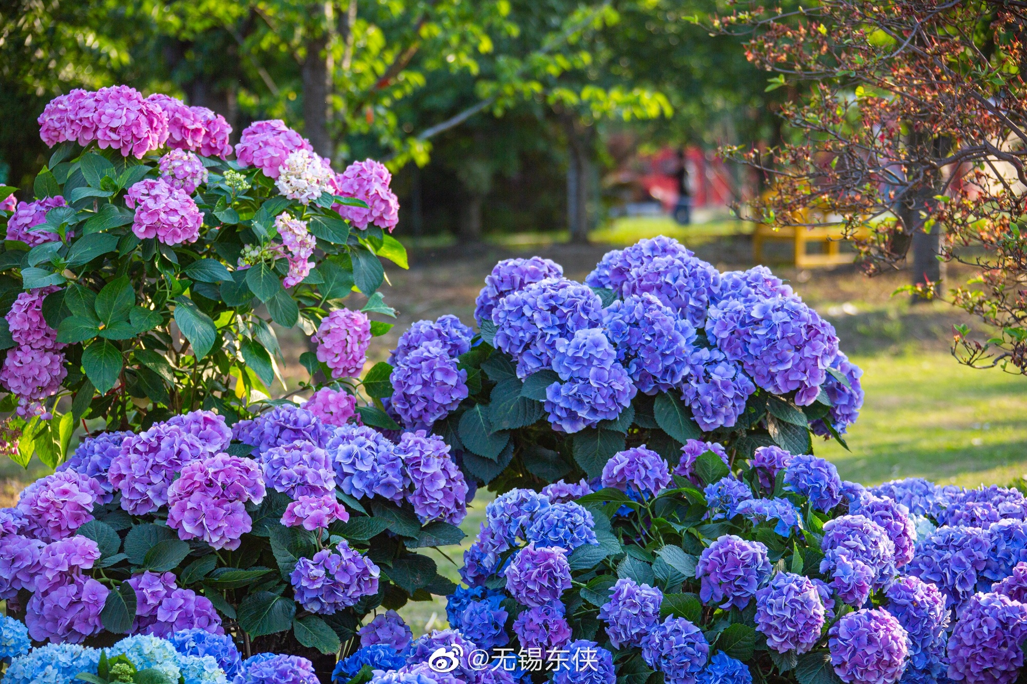 进入五月无锡九龙湾花星球的绣球花陆续盛开花朵如雪球累累