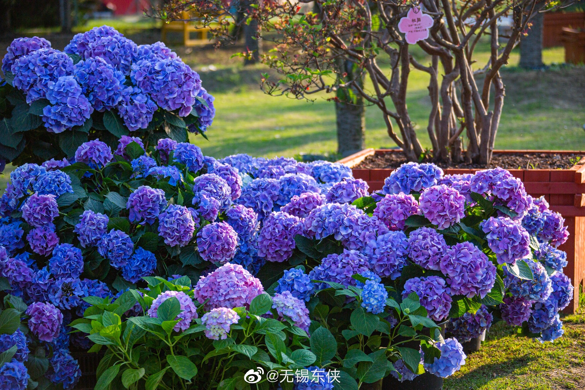 进入五月,无锡九龙湾花星球的绣球花陆续盛开,花朵如雪球累累