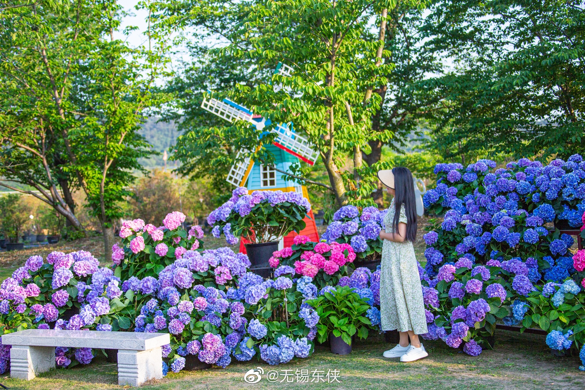 进入五月无锡九龙湾花星球的绣球花陆续盛开花朵如雪球累累